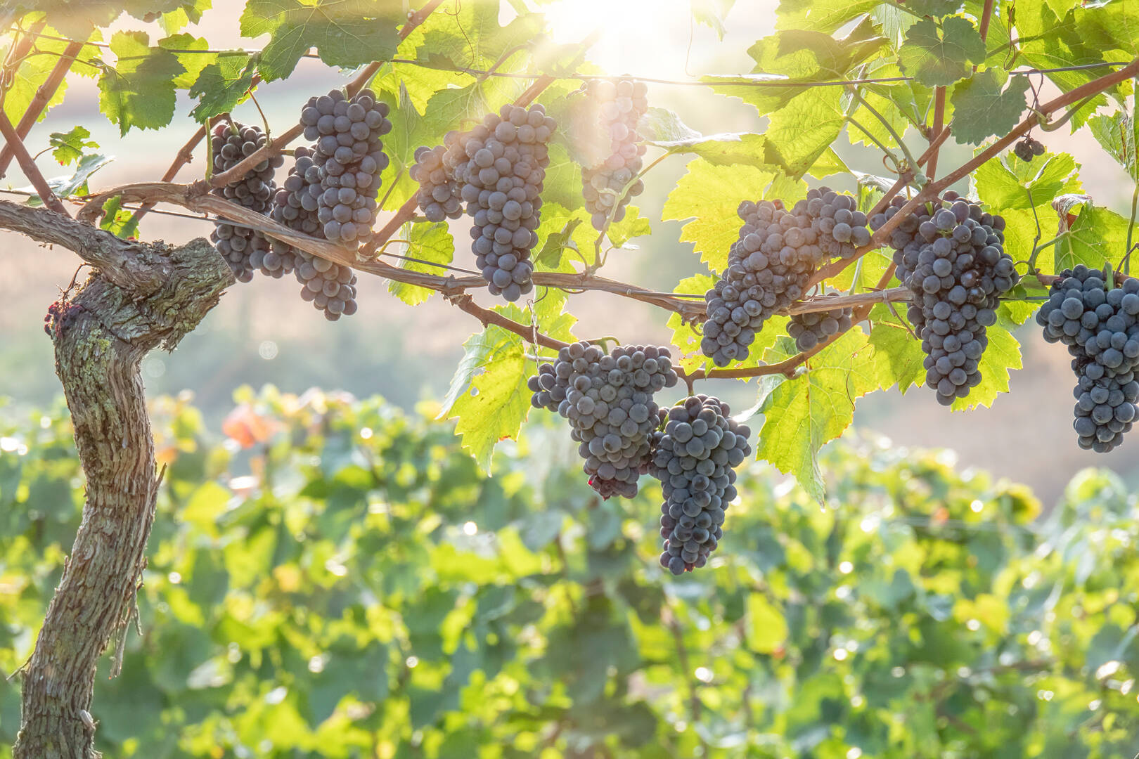Lenten Luncheon Exploring Lent with New Eyes March 10, 2020 Jesuit